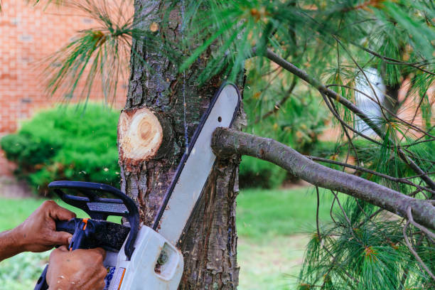 How Our Tree Care Process Works  in Blanco, TX